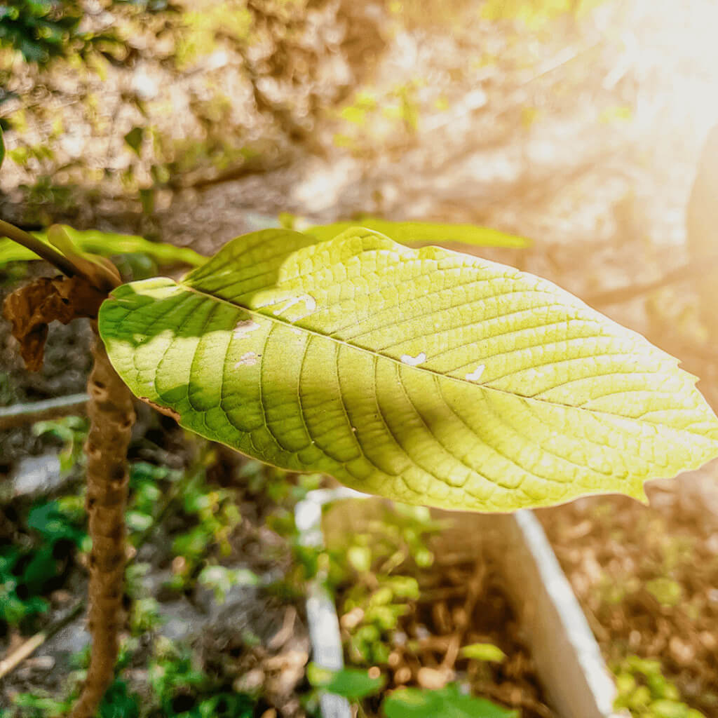 What are the potential side effects of kratom capsules?