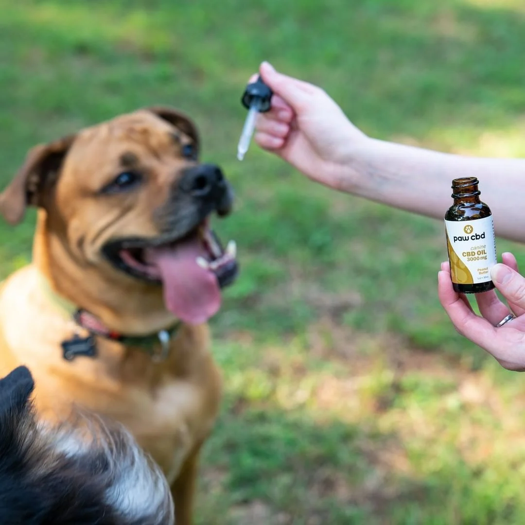 Top CBD Oil for Dogs in Canada